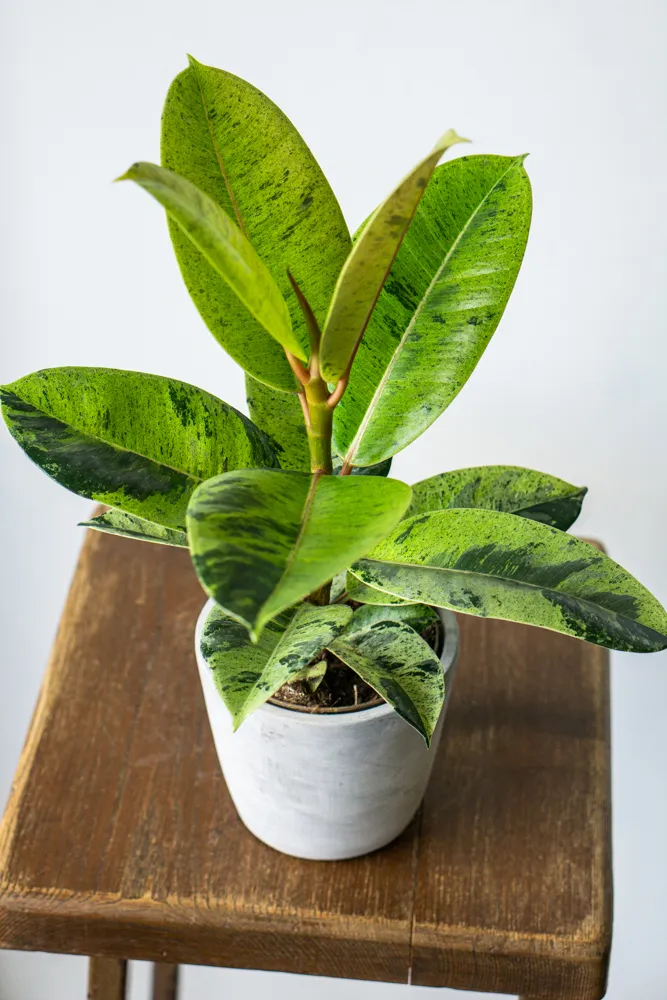 Ficus Shivereana "Moonshine"