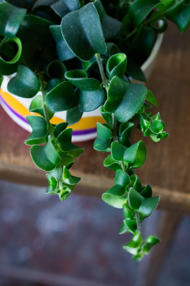 Aeschynanthus radicans "Rasta"