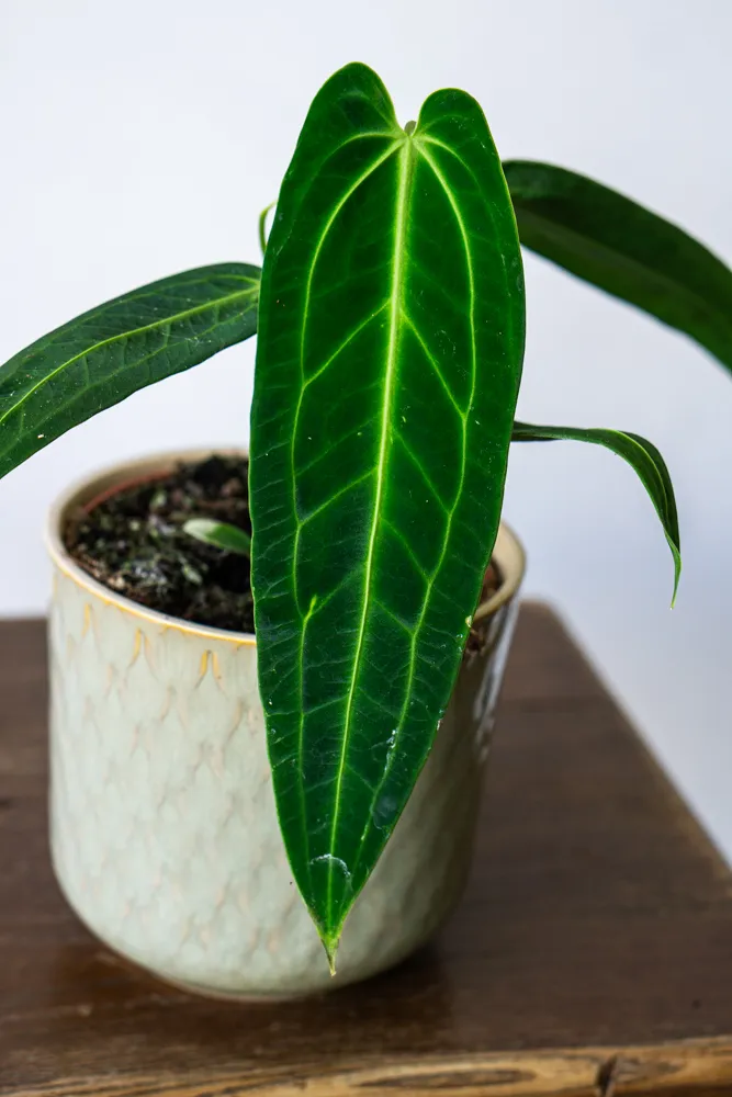 QUEEN Anthurium Warocqueanum (mech. poškodenia)