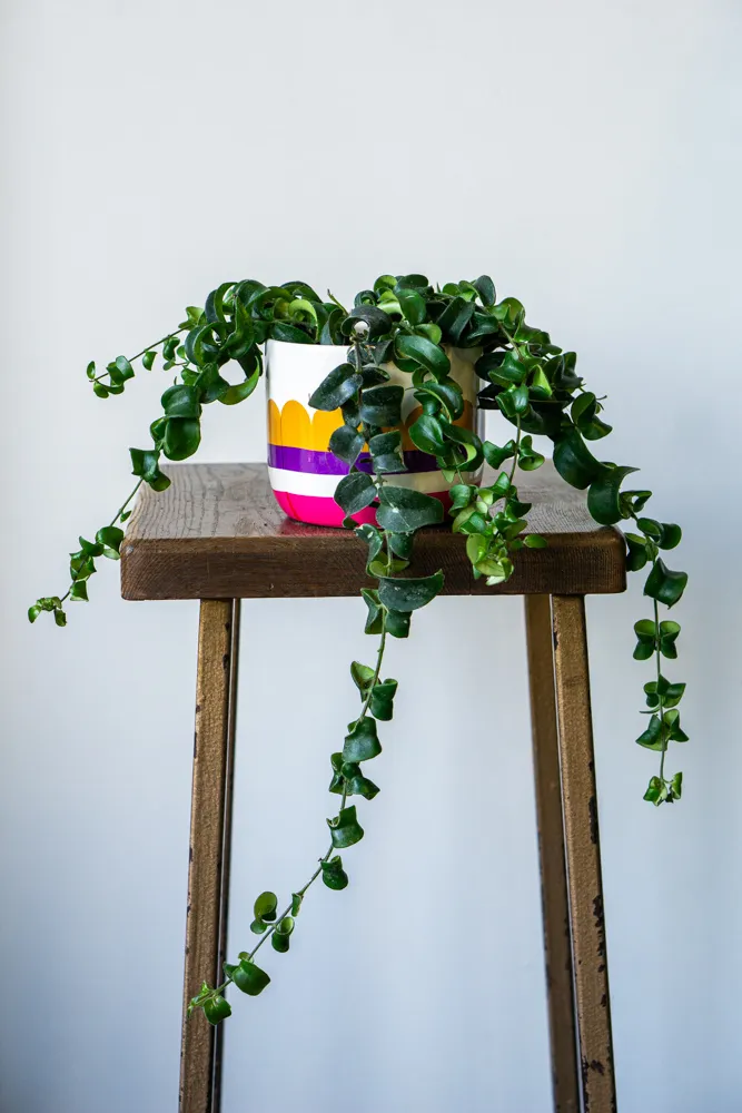 Aeschynanthus radicans "Rasta"