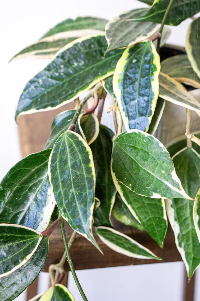 Hoya Macrophylla variegata XL