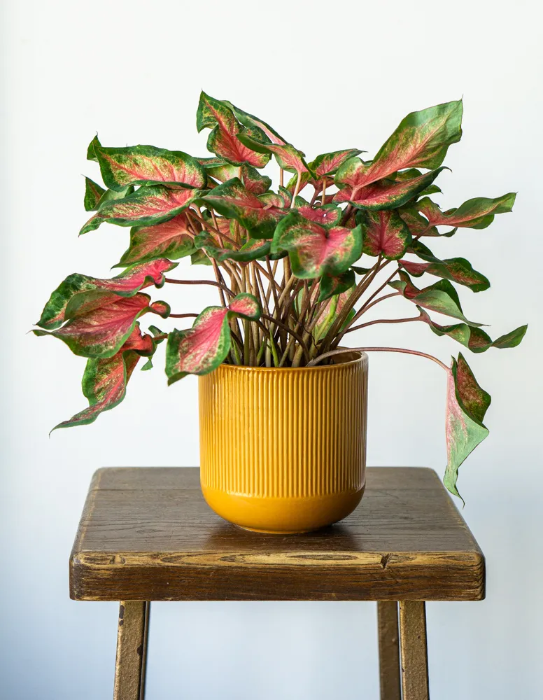 Caladium Freida Hemple