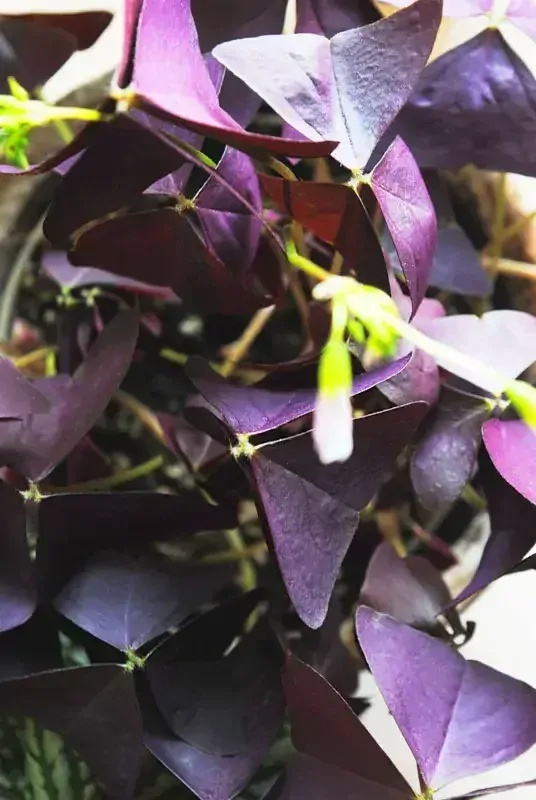 Oxalis Triangularis (krásne husté, veľké a zakvitnuté)