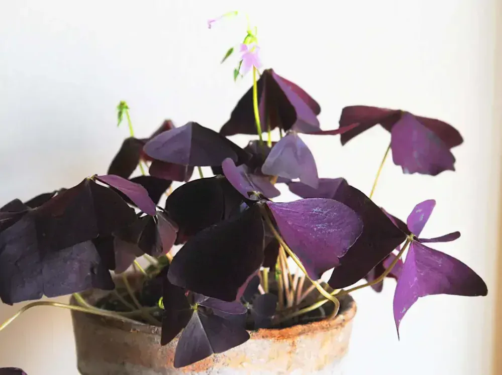 Oxalis Triangularis (krásne husté, veľké a zakvitnuté)