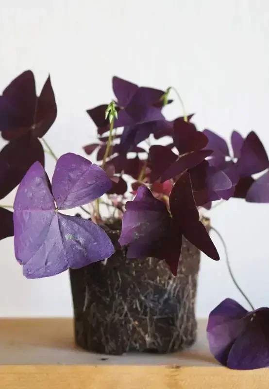 Oxalis Triangularis (krásne husté, veľké a zakvitnuté)