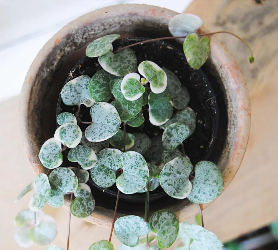 Ceropegia Woodii Marlies 'Variegata' v závesnom kvetináči