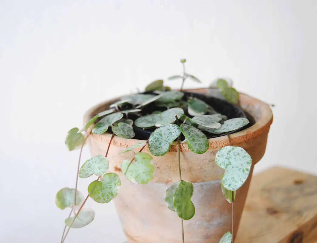 Ceropegia Woodii Marlies 'Variegata' v závesnom kvetináči