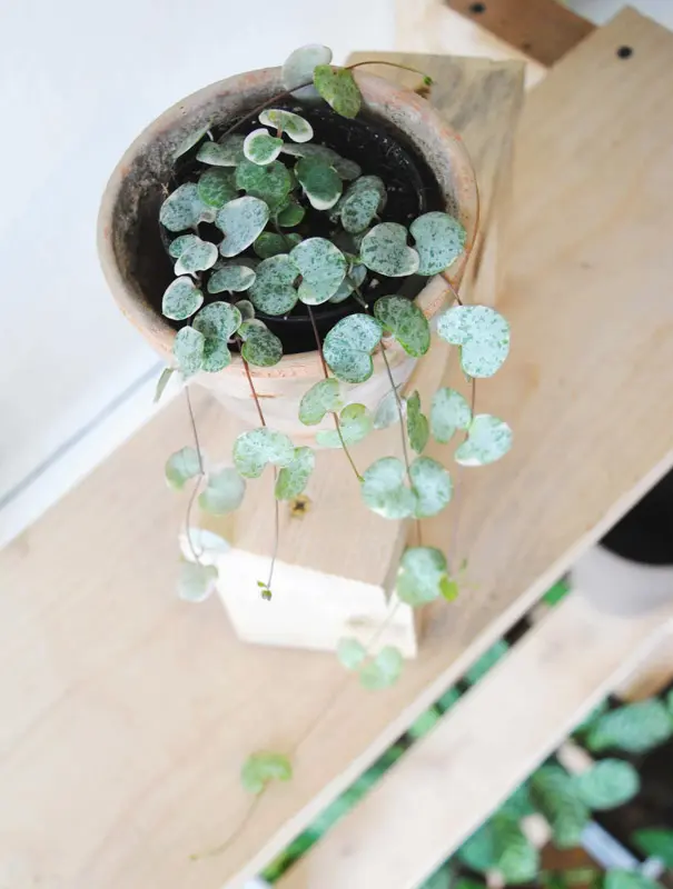 Ceropegia Woodii Marlies 'Variegata' v závesnom kvetináči