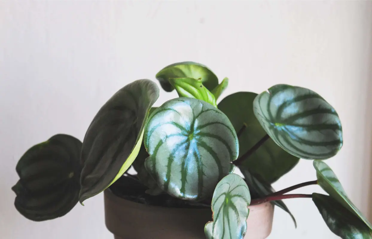 Peperomia argyreia "Watermelon" (mech. poškodenie)