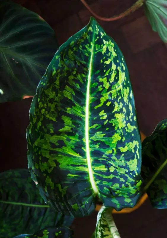 Dieffenbachia Reflector (L)