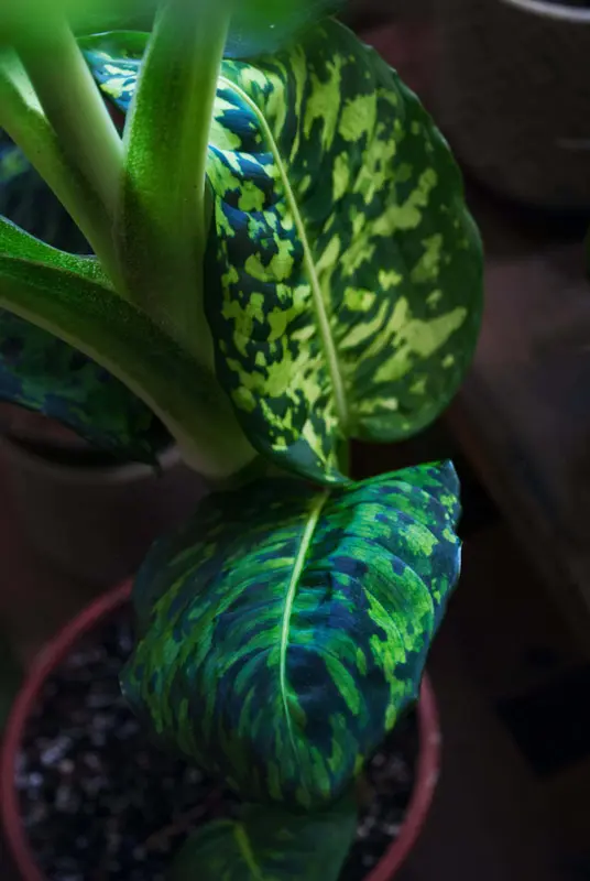 Dieffenbachia Reflector (L)