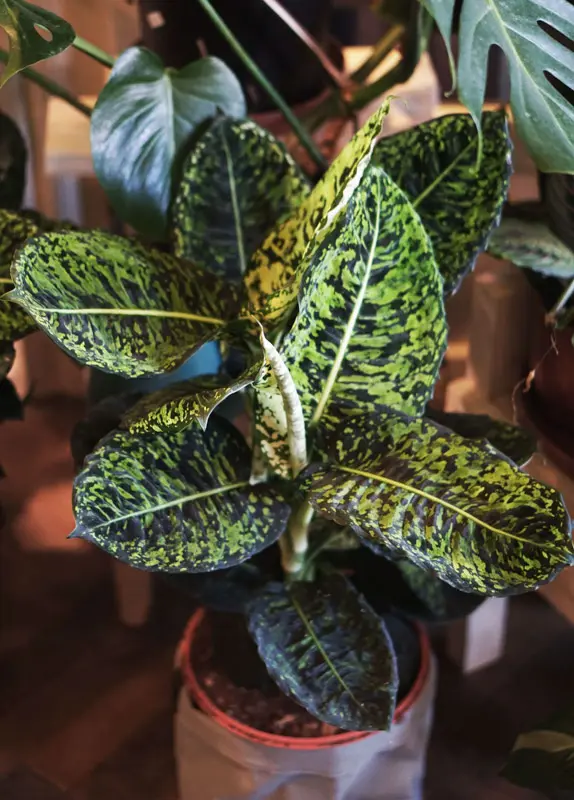 Dieffenbachia Reflector (L)