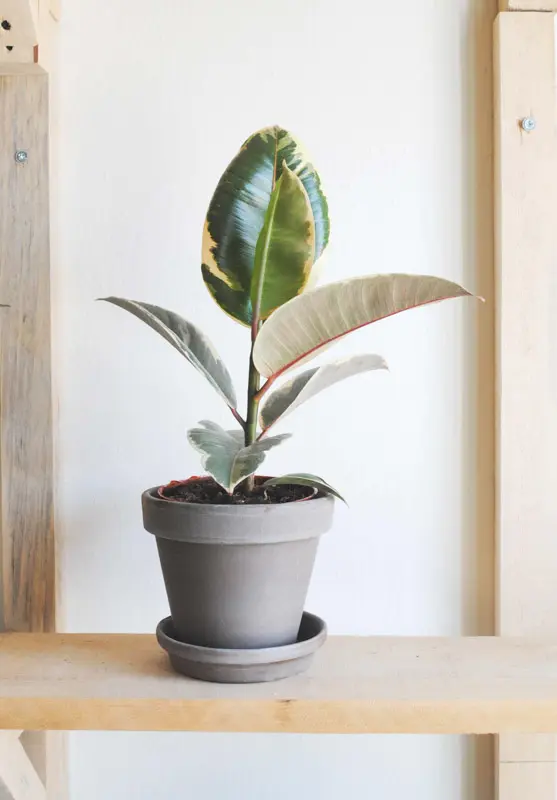 Ficus Elastica Tineke
