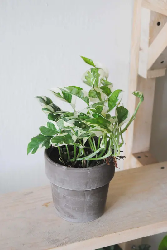 Epipremnum Aureum N'Joy