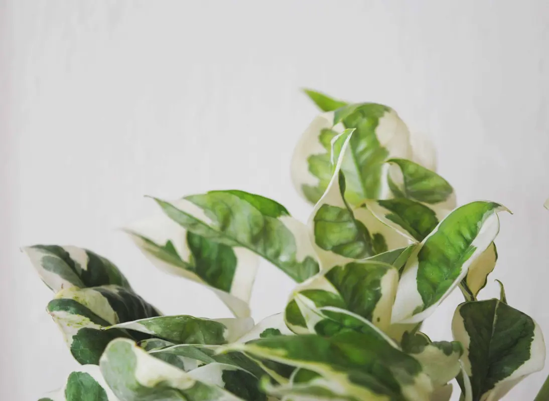 Epipremnum Aureum N'Joy