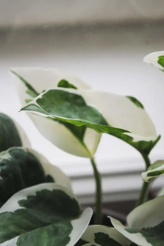 Epipremnum Aureum N'Joy