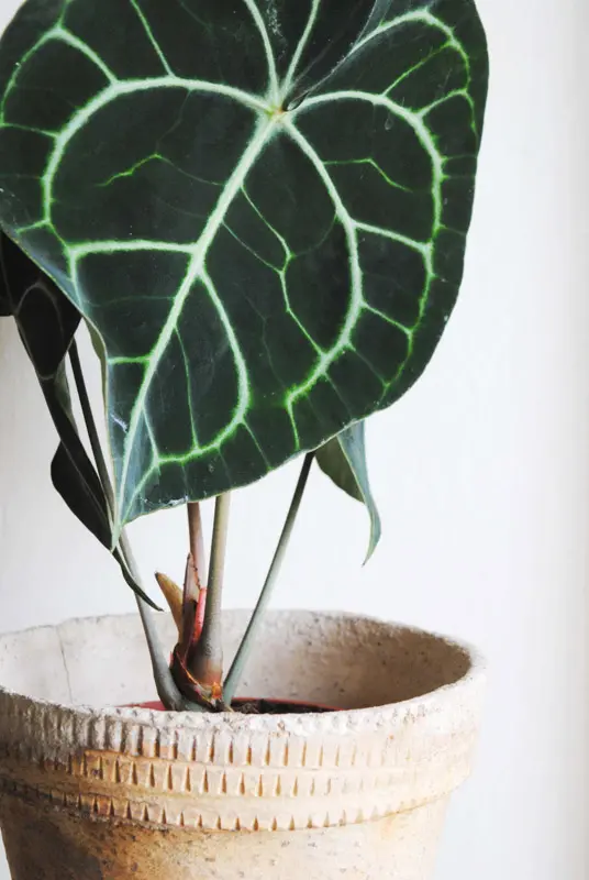 Anthurium Clarinervium (Zachráň ma)