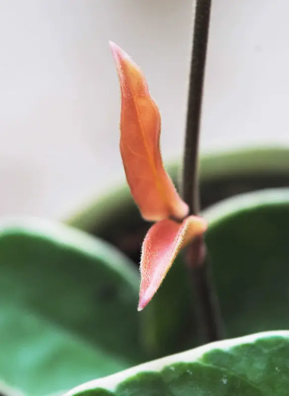 Hoya Krimson Queen 