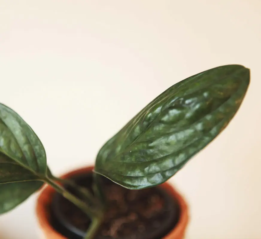 Monstera sp. Peru "Karstenianum"