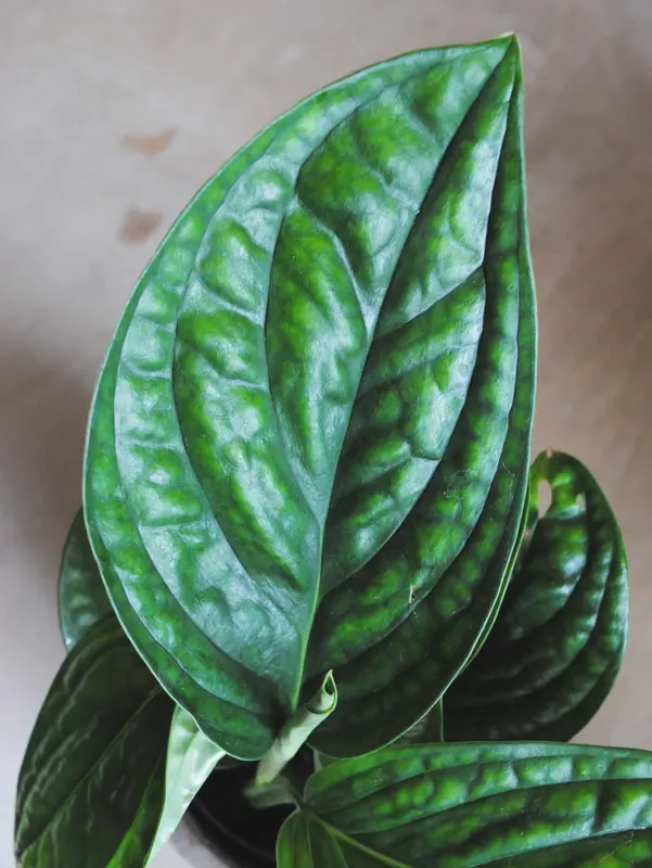 Monstera sp. Peru "Karstenianum"