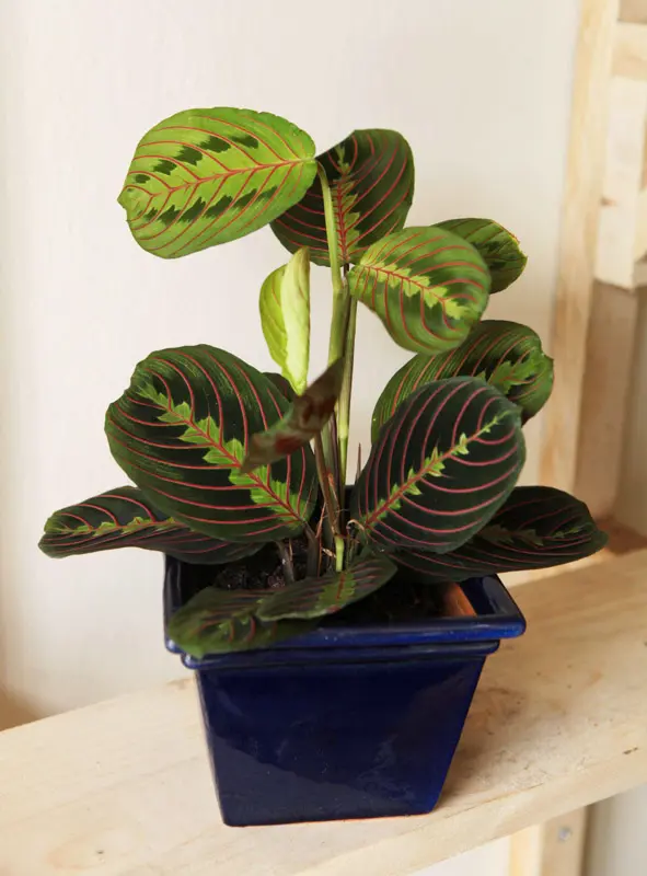 Maranta Leuconeura "Fascinator" - erythroneura (Zachráň ma)
