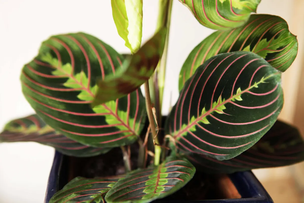 Maranta Leuconeura "Fascinator" - erythroneura (Zachráň ma)
