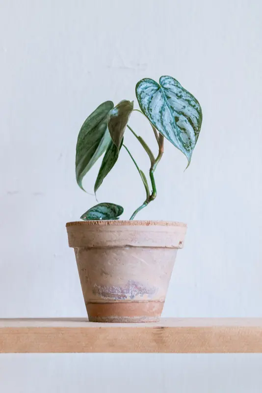Baby Philodendron Brandtianum 