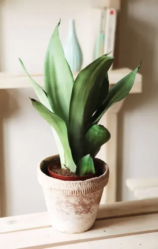 Sansevieria Moonshine - Svokrin jazyk (Zachráň ma)