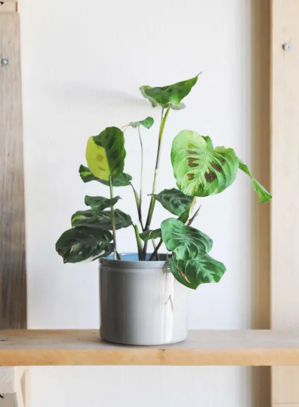 (Veľmi hustá krásna) Maranta Kerchoveana Beauty Kim variegata