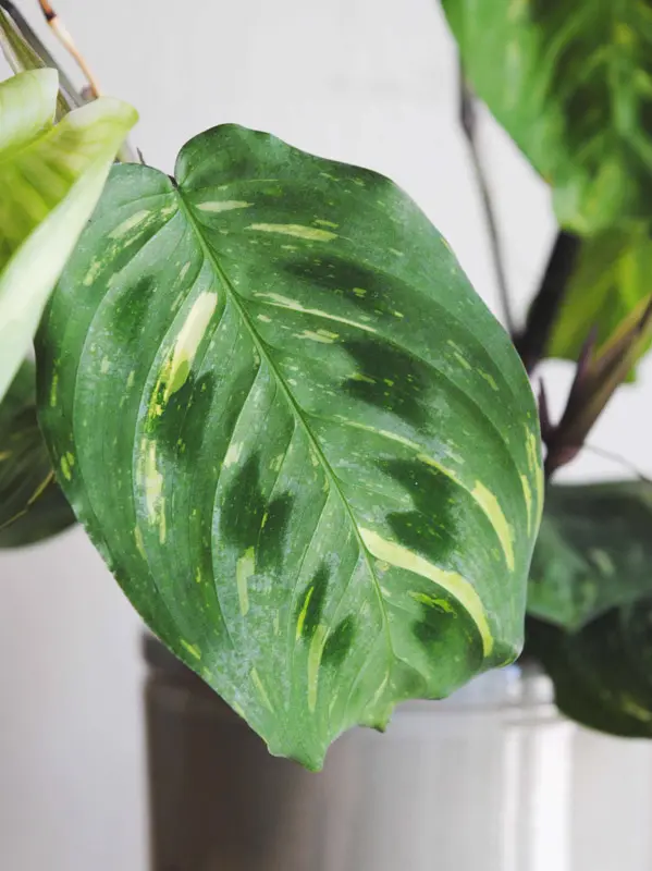 (Veľmi hustá krásna) Maranta Kerchoveana Beauty Kim variegata