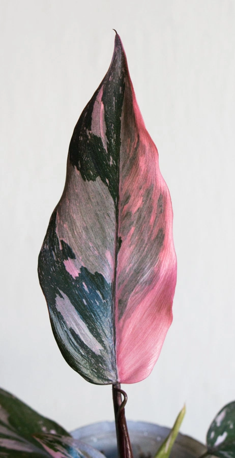 Philodendron Pink Princess Marble 