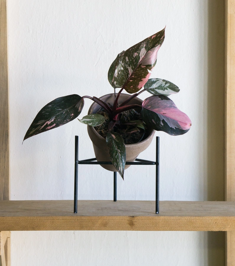 Philodendron Pink Princess Marble (Brutálne sfarbenie krásne)
