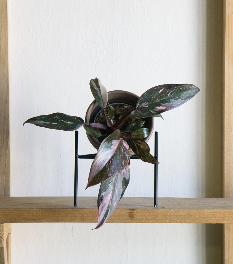 Philodendron Pink Princess Marble (Brutálne sfarbenie krásne)