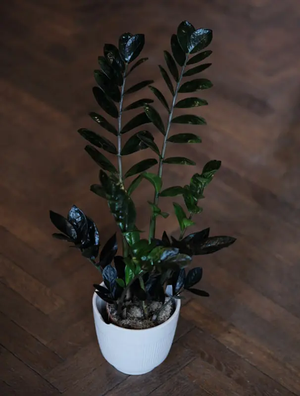Čierny Zamioculcas Raven / Super Nova