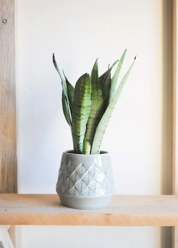 Sansevieria Moonshine (S)