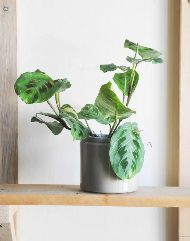 (Veľmi hustá krásna) Maranta Kerchoveana Beauty Kim variegata