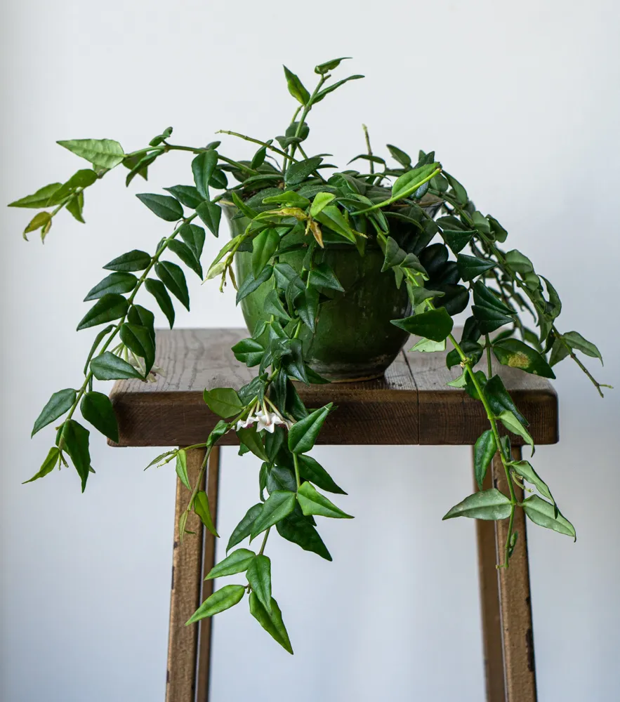 Hoya Bella (niektoré kvitnú)