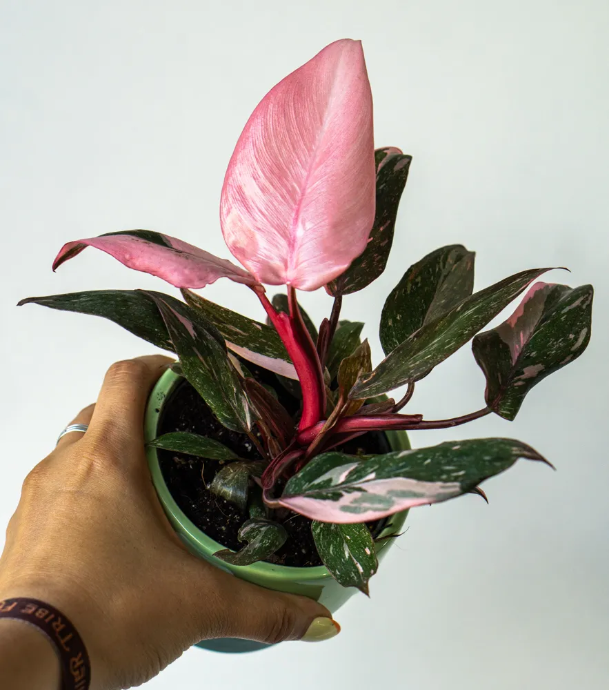 Philodendron Pink Princess Marble (Fullmoon)