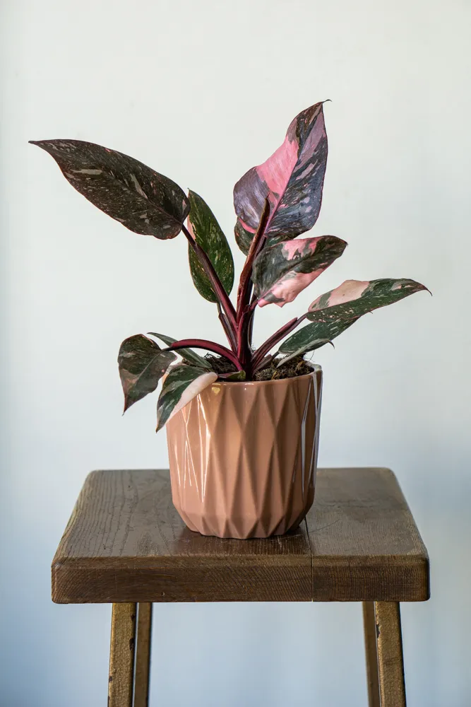 Philodendron Pink Princess Marble