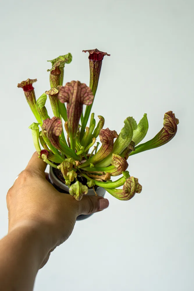 Sarracenia purpurea 'Fiona' - mäsožravka