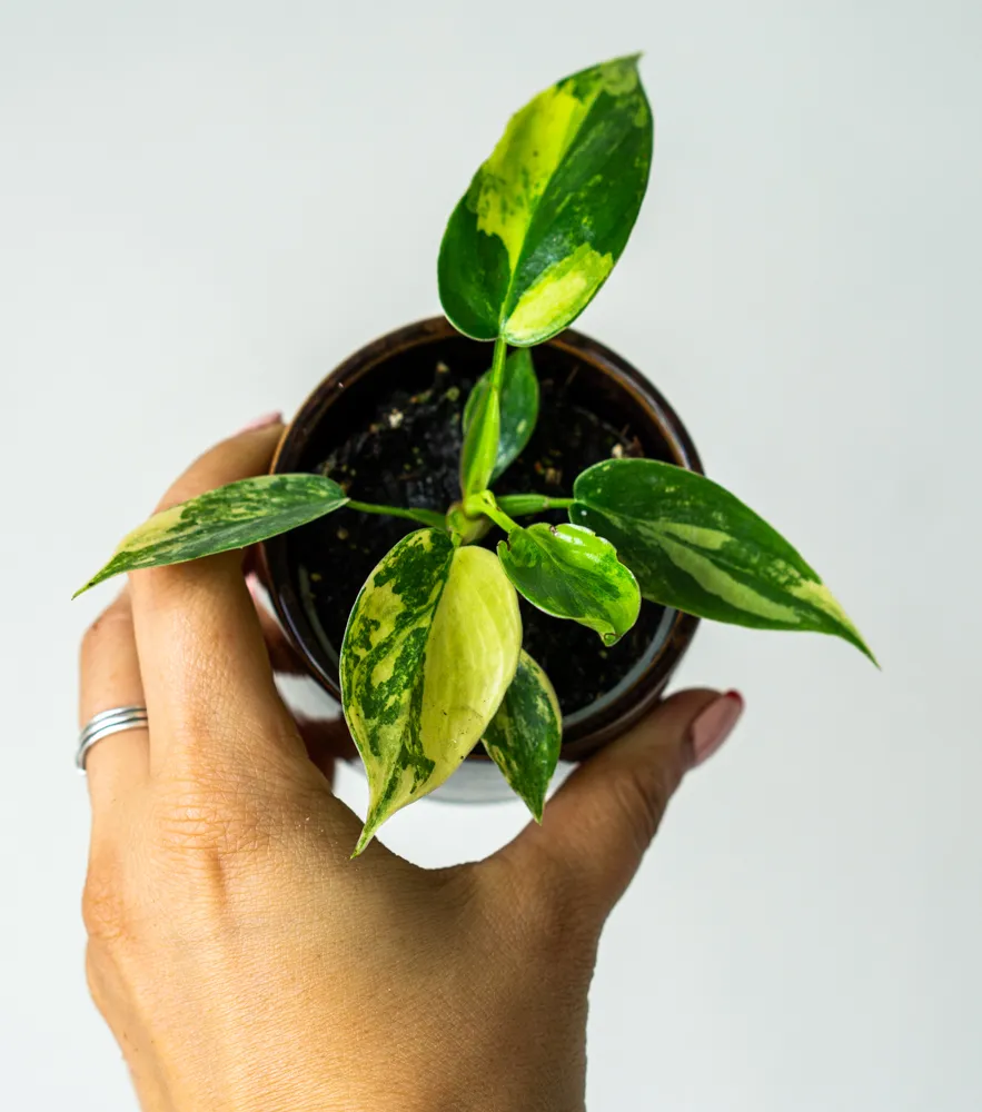 Baby Philodendron Florida Beauty (seedling)