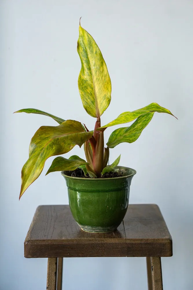 Philodendron Orange Marmalade