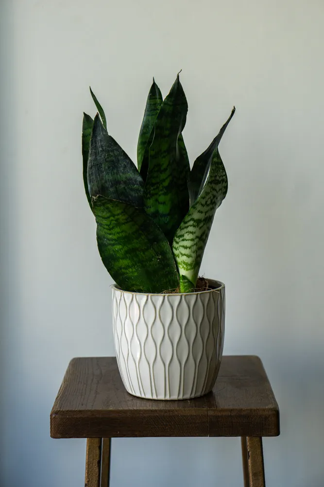 Sansevieria Trifasciata