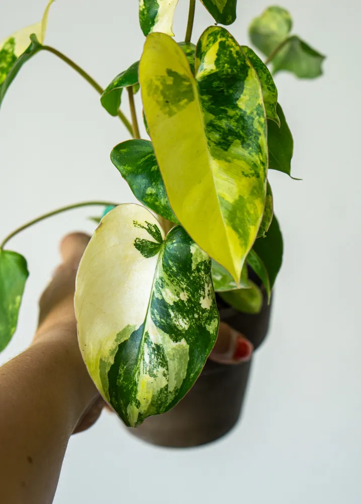 Baby Philodendron Burle Marx variegata
