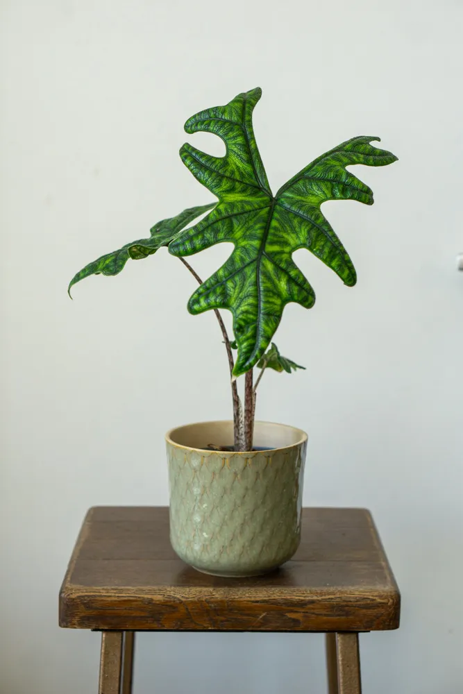 Alocasia Jacklyn