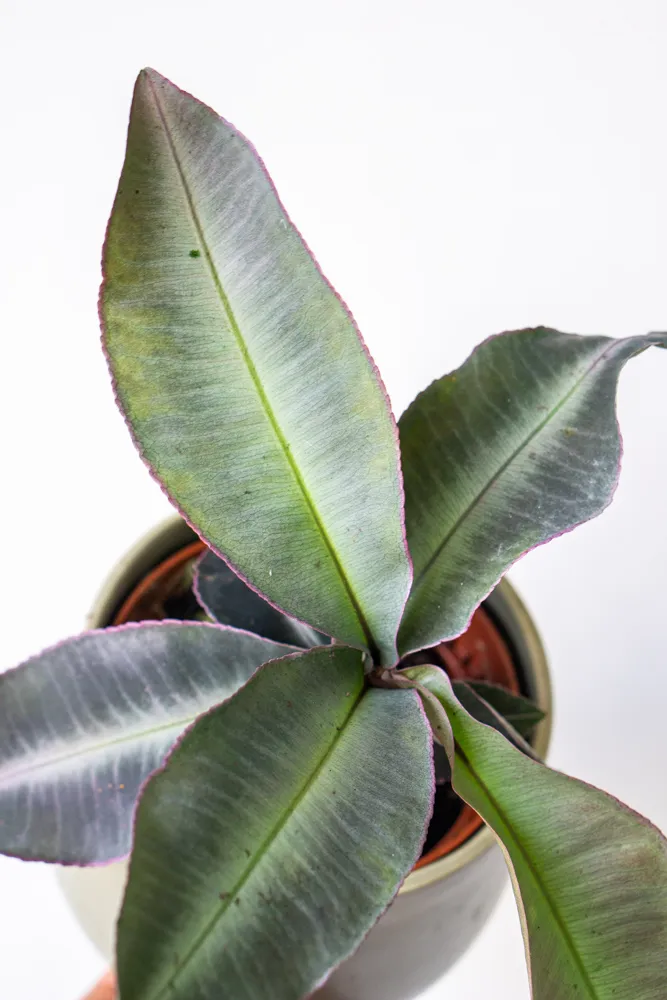 Labisia pumila / Kacip Fatimah