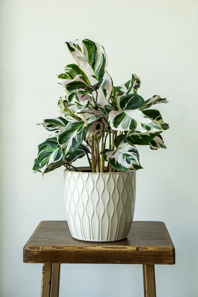 Calathea 'White Fusion' (Zachráň ma)
