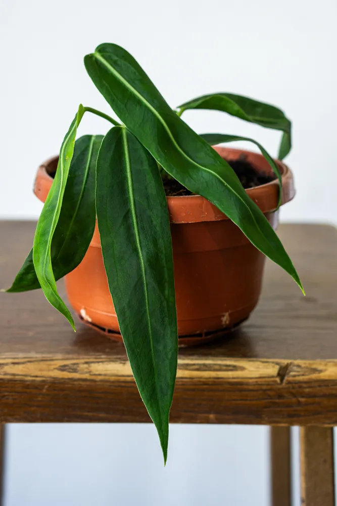 Anthurium Pallidiflorum