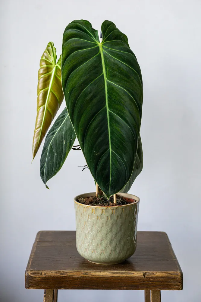 Philodendron Melanochrysum