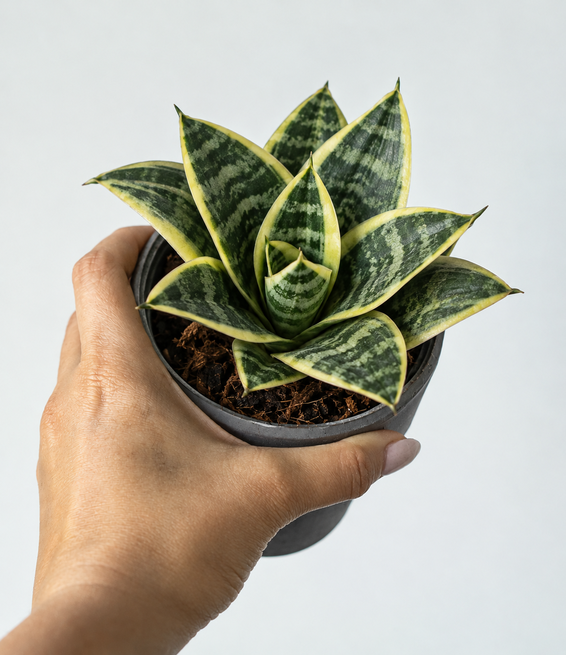 Sansevieria Golden Hahnii